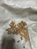 Insuflado granulado corcho natural 
